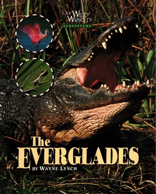 Everglades Everglades