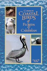 Common Coastal Birds of Florida & the Caribbean