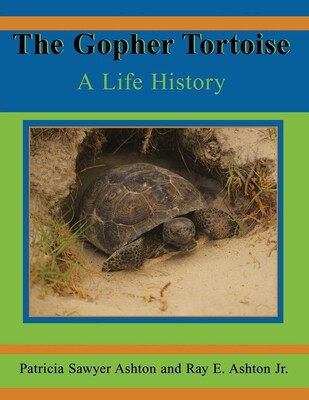Gopher Tortoise Gopher Tortoise