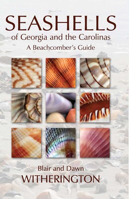 Seashells of Georgia and the Carolinas Seashells of Georgia and the Carolinas
