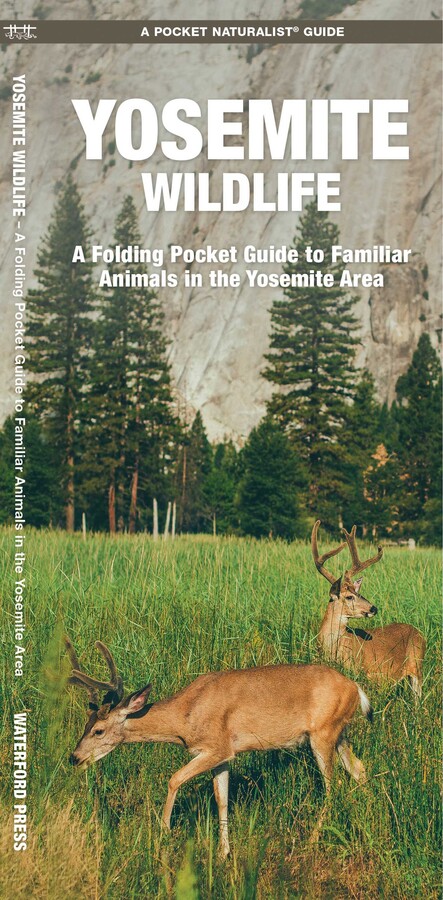 Yosemite Wildlife