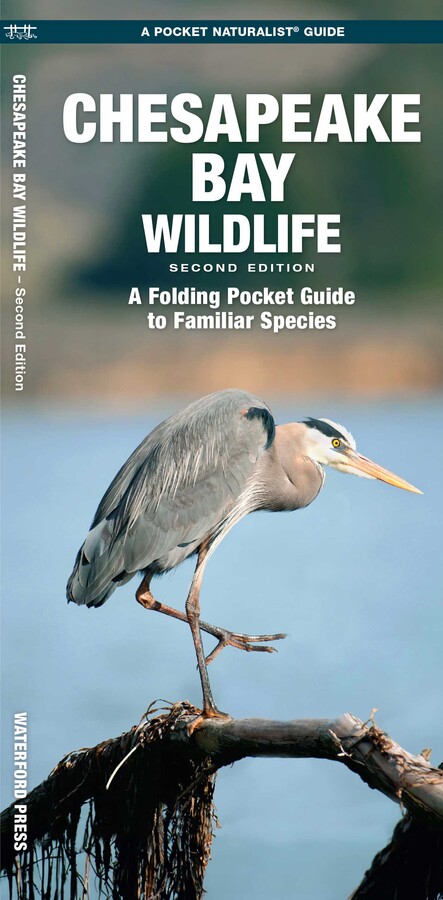 Chesapeake Bay Wildlife