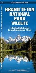 Grand Teton National Park Wildlife Grand Teton National Park Wildlife