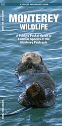 Monterey Wildlife