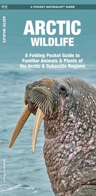 Arctic Wildlife Arctic Wildlife