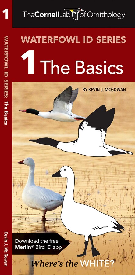 Cornell Lab of Ornithology Waterfowl ID Series: 1 The Basics