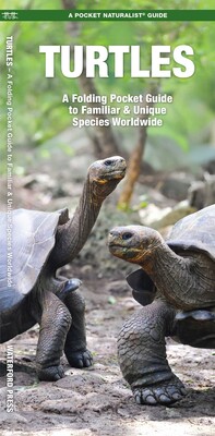 Turtles Turtles