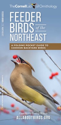 Feeder Birds of the Northeast Feeder Birds of the Northeast