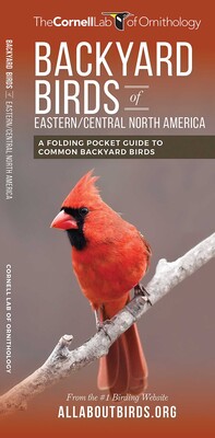 Backyard Birds of Eastern/Central North America Backyard Birds of Eastern/Central North America