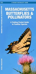 Massachusetts Butterflies & Pollinators