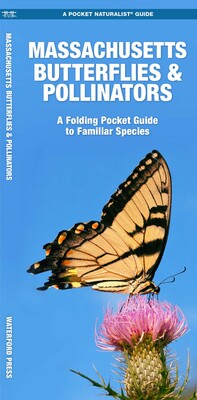 Massachusetts Butterflies & Pollinators Massachusetts Butterflies & Pollinators