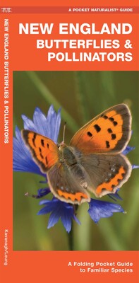New England Butterflies & Pollinators New England Butterflies & Pollinators