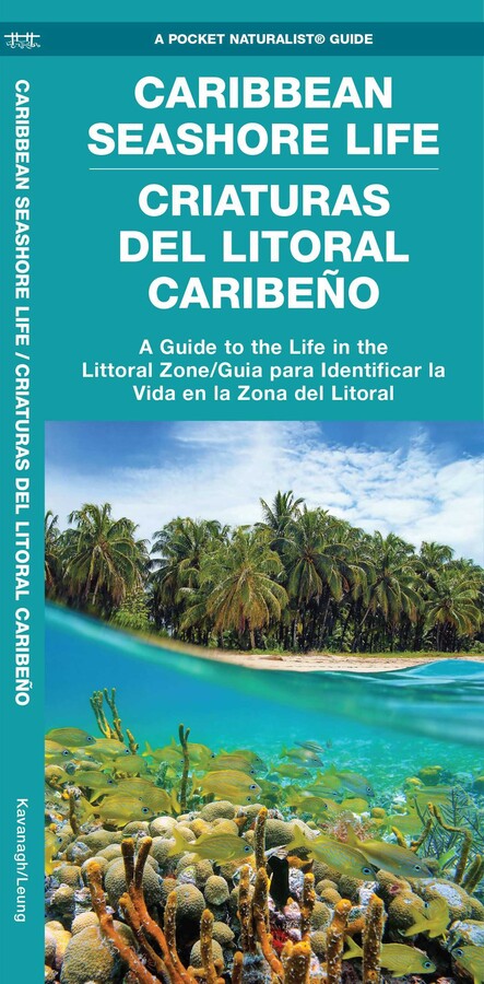 Caribbean Seashore Life / Criaturas Del Litoral Caribeño