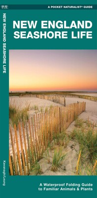 New England Seashore Life New England Seashore Life