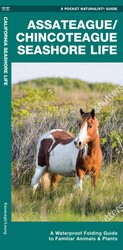 Assateague/Chincoteague Seashore Life Assateague/Chincoteague Seashore Life