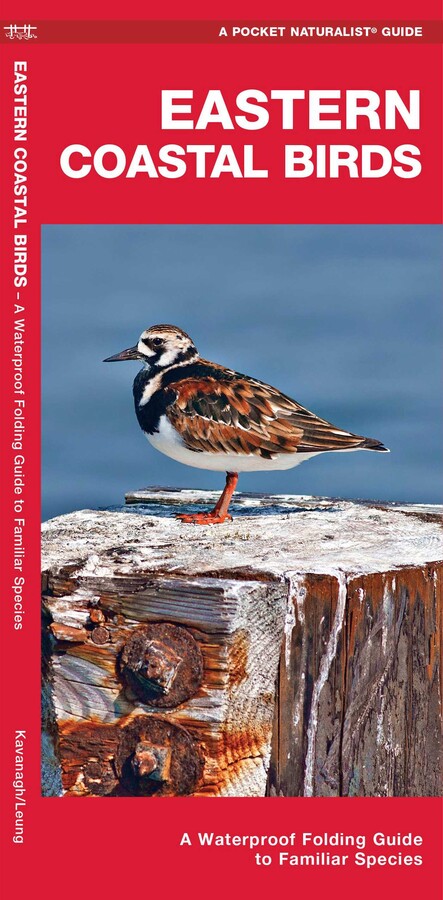 Eastern Coastal Birds