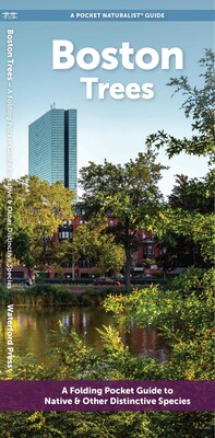 Boston Trees Boston Trees