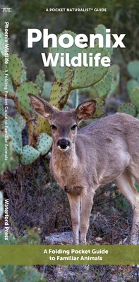 Phoenix Wildlife Phoenix Wildlife