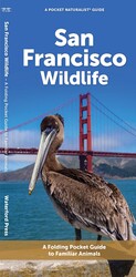San Francisco Wildlife