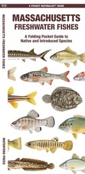 Massachusetts Freshwater Fishes