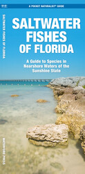 Saltwater Fishes of Florida Saltwater Fishes of Florida