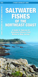 Saltwater Fishes of the Northeast Coast Saltwater Fishes of the Northeast Coast