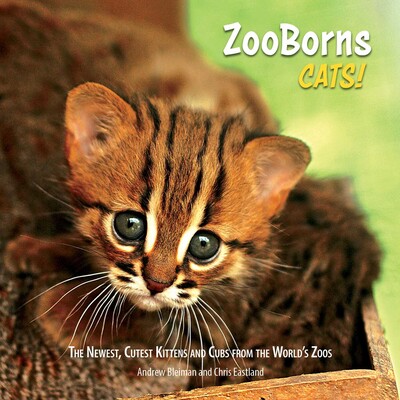 ZooBorns Cats! ZooBorns Cats!