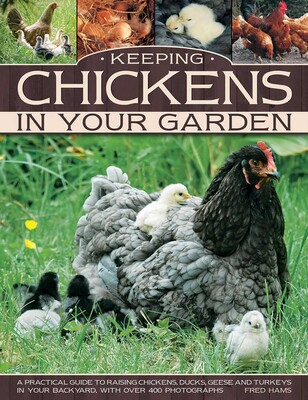 Keeping Chickens In Your Garden Keeping Chickens In Your Garden