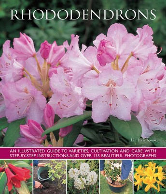 Rhododendrons Rhododendrons