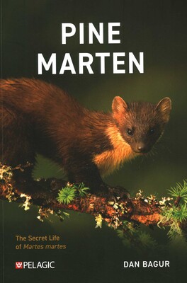 Pine Marten Pine Marten