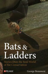 Bats & Ladders Bats & Ladders