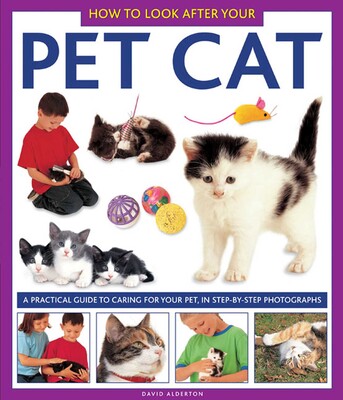 How To Look After Your Pet Cat How To Look After Your Pet Cat