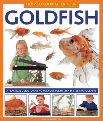 How To Look After Your Goldfish How To Look After Your Goldfish