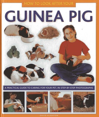 How To Look After Your Guinea Pig How To Look After Your Guinea Pig
