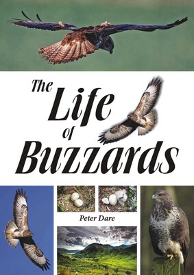 Life of Buzzards Life of Buzzards
