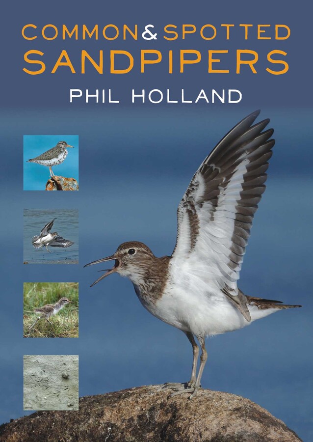 Common & Spotted Sandpipers