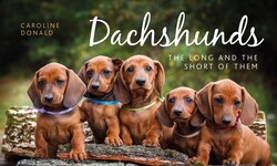 Dachshunds Dachshunds