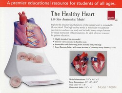 Life Size Healthy Heart Model Life Size Healthy Heart Model