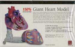 Giant Heart Model Giant Heart Model