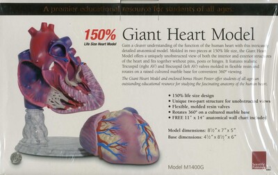Giant Heart Model Giant Heart Model
