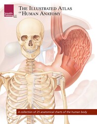 The Illustrated Atlas of Human Anatomy The Illustrated Atlas of Human Anatomy