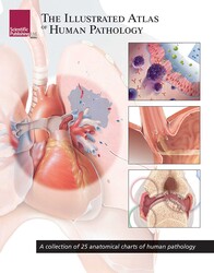 The Illustrated Atlas of Human Pathology The Illustrated Atlas of Human Pathology
