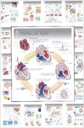 Physiology Wall Charts Set of 20