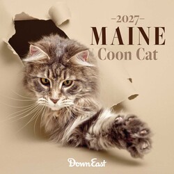 2027 Maine Coon Cats Wall Calendar