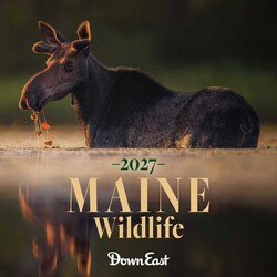 2027 Maine Wildlife Wall Calendar 2027 Maine Wildlife Wall Calendar