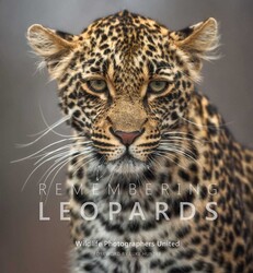 Remembering Leopards Remembering Leopards