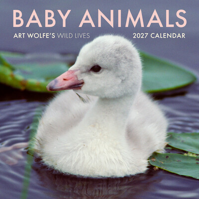 2027 Baby Animals Wall Calendar 2027 Baby Animals Wall Calendar