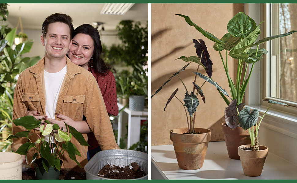 For the Love of Houseplants