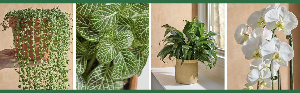 For the Love of Houseplants
