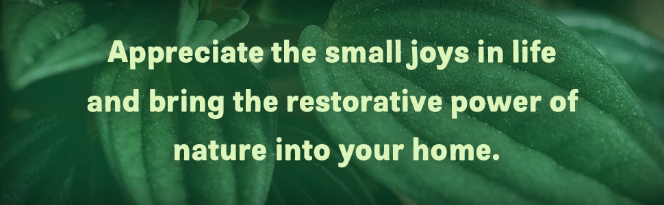 For the Love of Houseplants